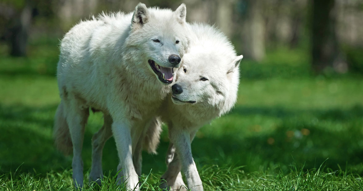 canis lupus arctos.png
